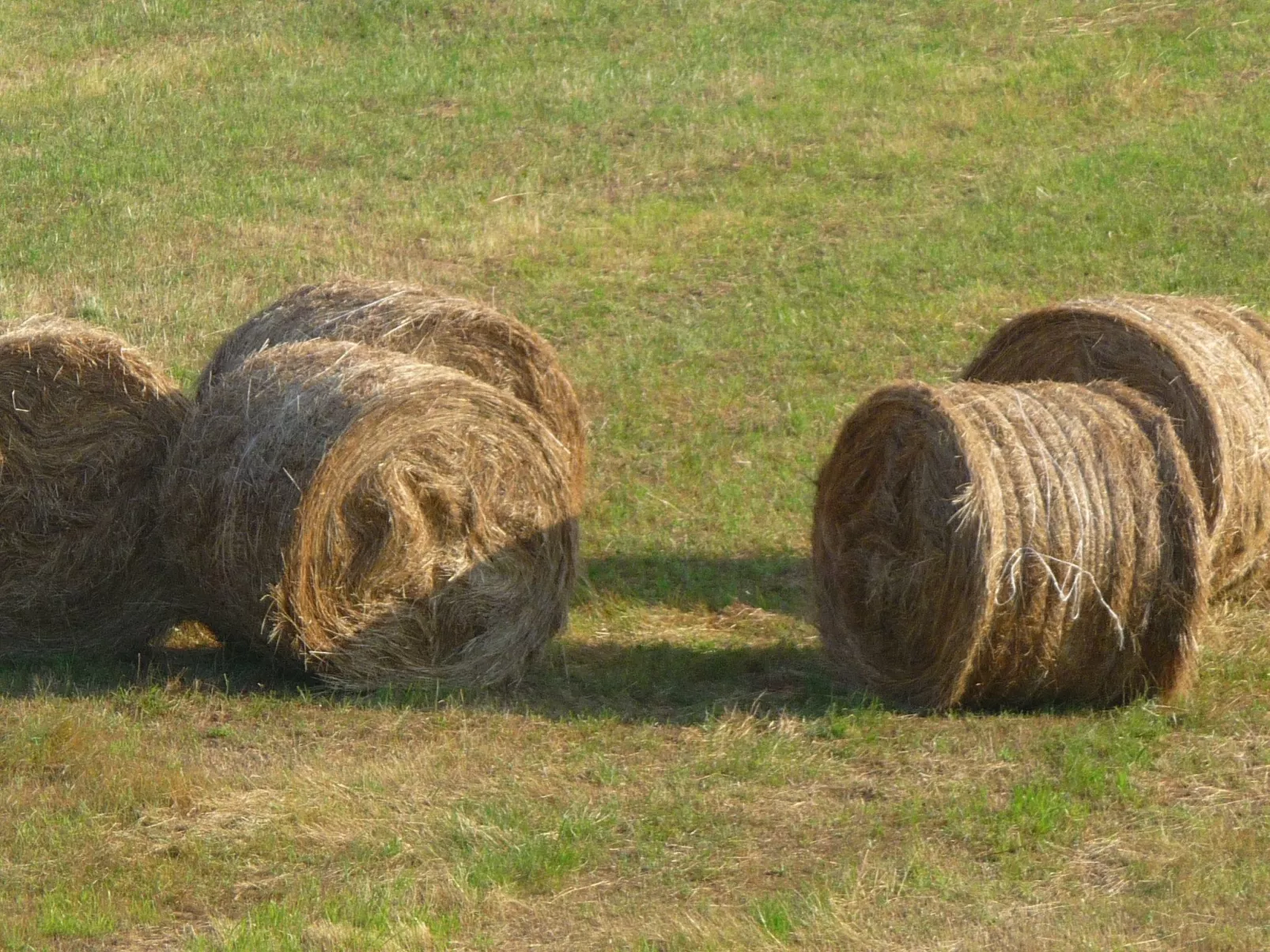 Lindenhaussiedlung mit Gemeinschaftspool-Image-tags.info