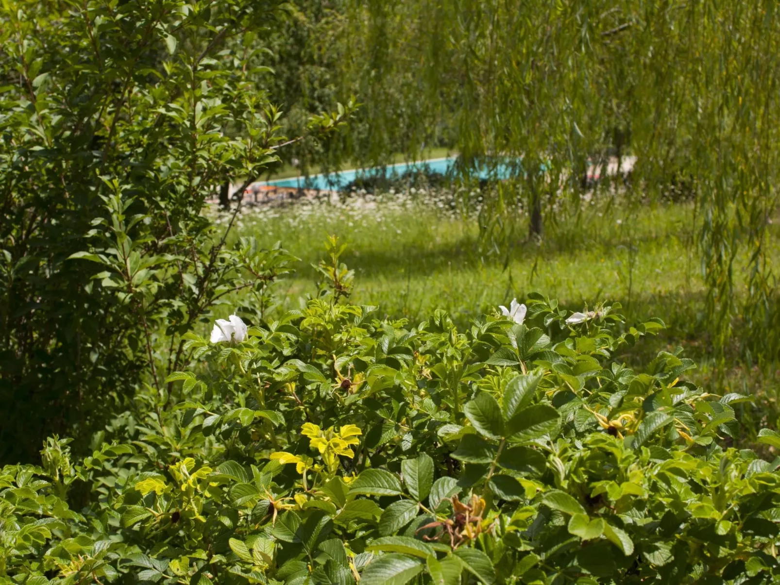 Anwesen "Frantoio" mit Infinity-Pool-Buiten