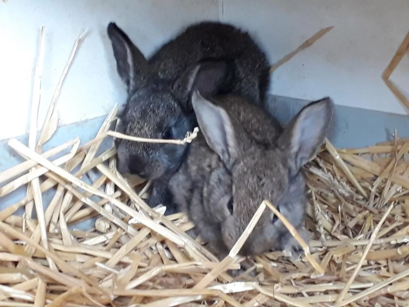 Sidlers Neuhof-Image-tags.info