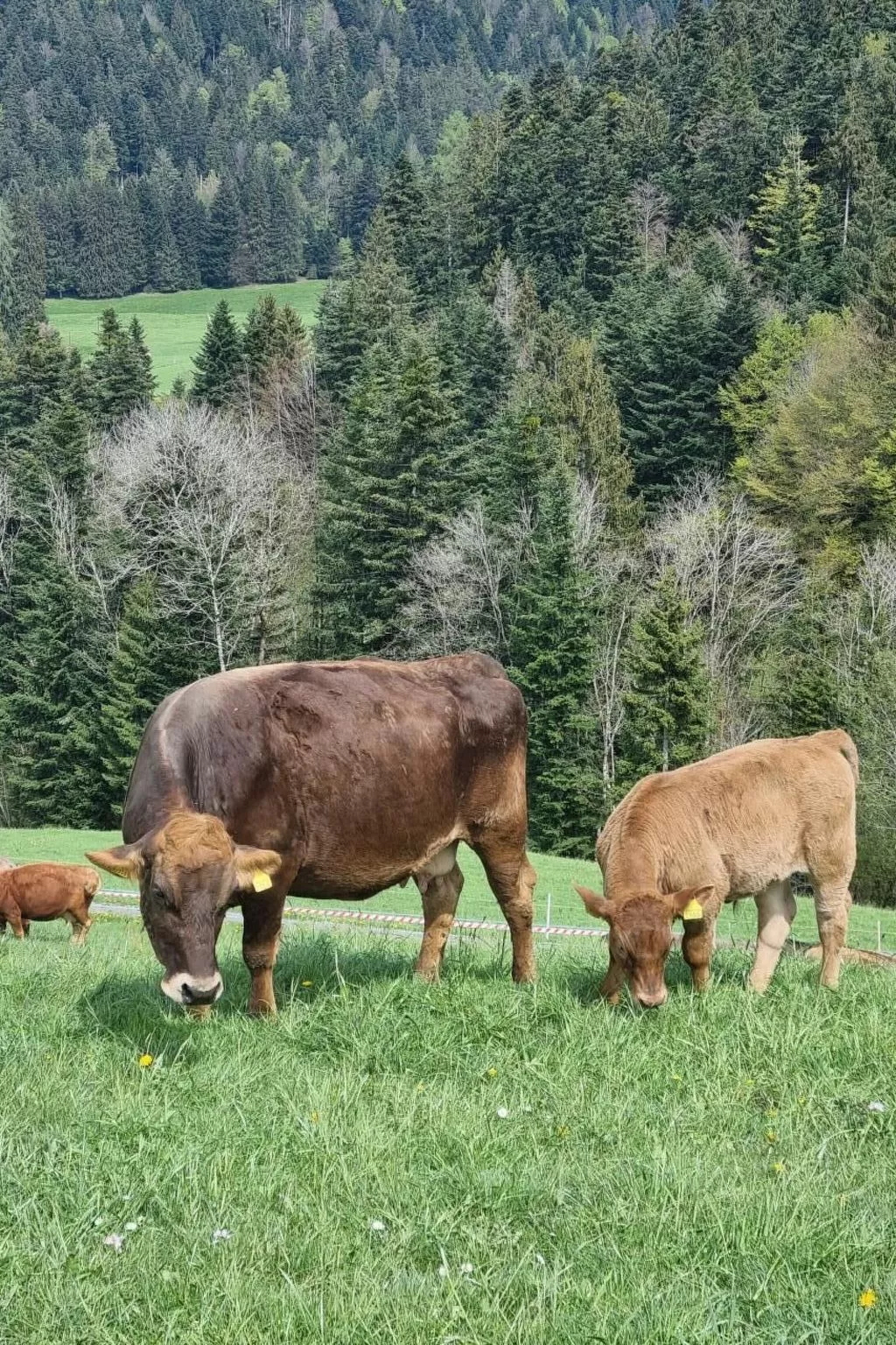 Bio-Hof Brudersrüti-Image-tags.info