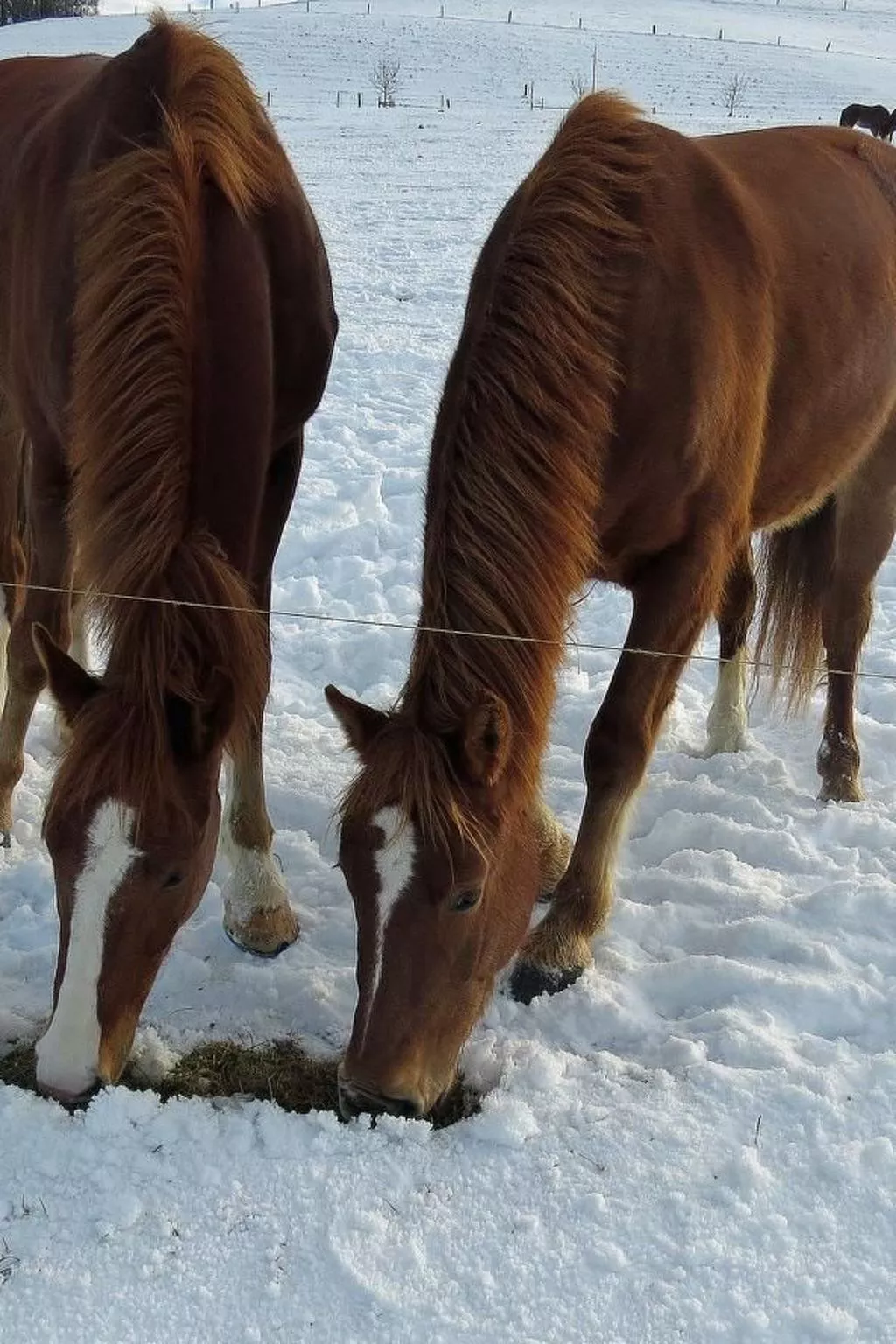Burehof Waltrigen-Image-tags.info