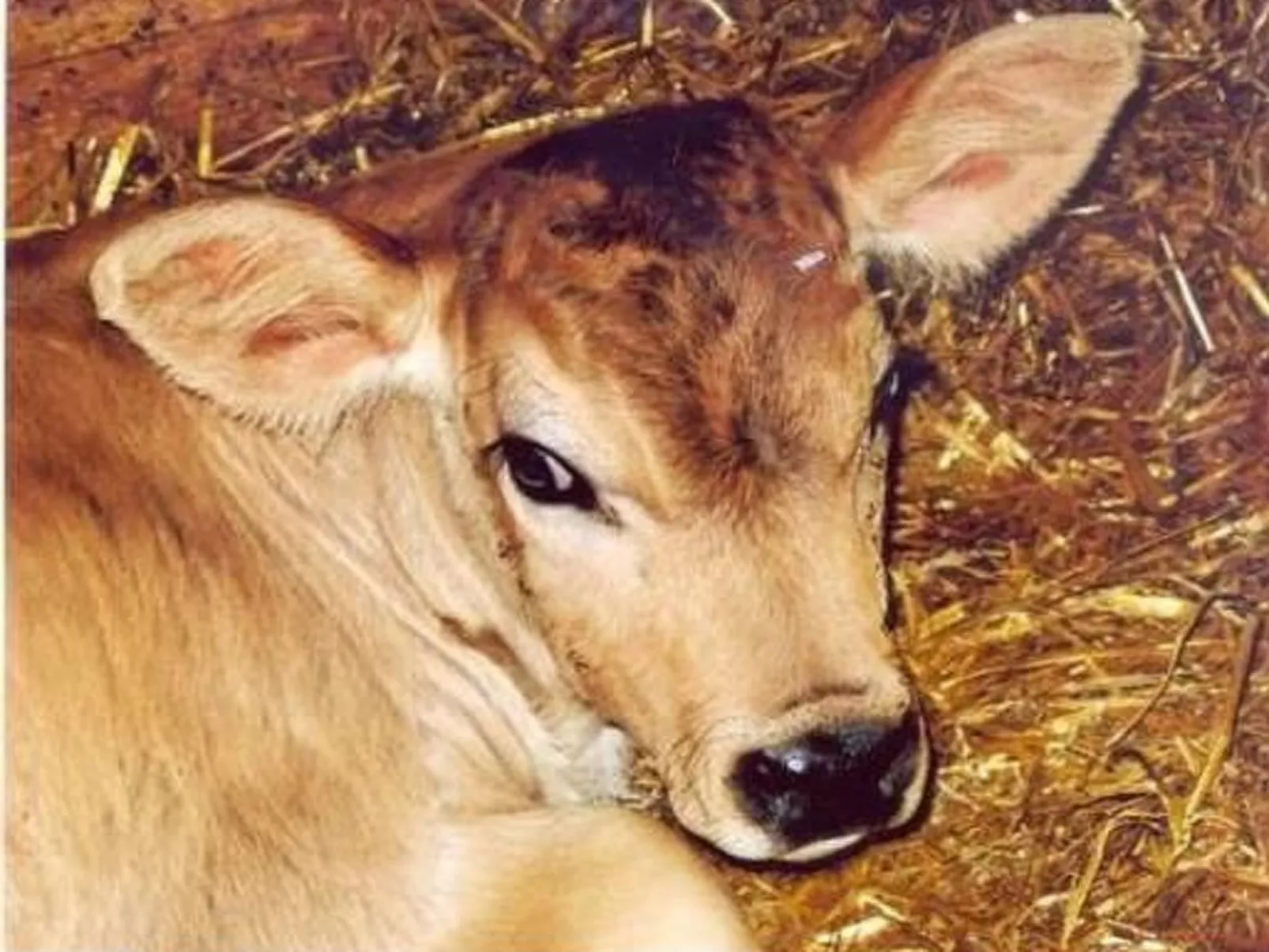 Bauernhof ufem Berg-Image-tags.info