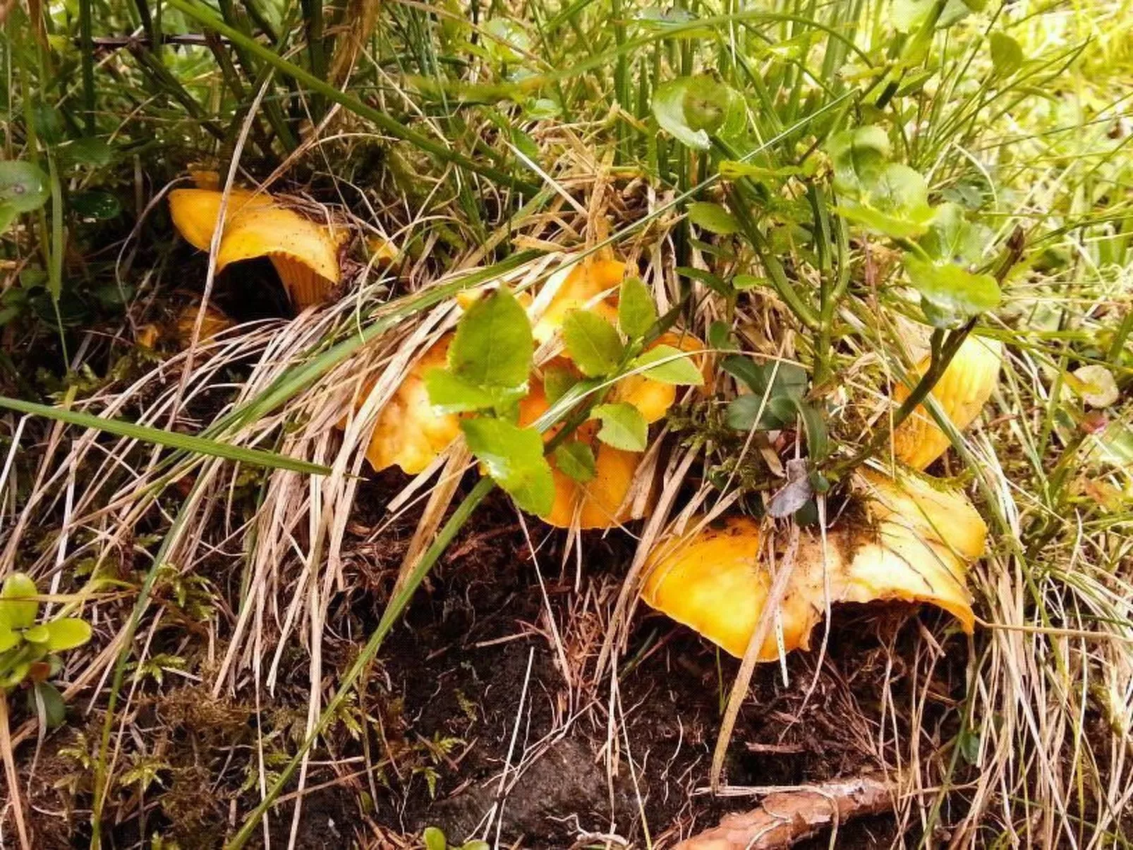 Almhütte Enzian-Buiten