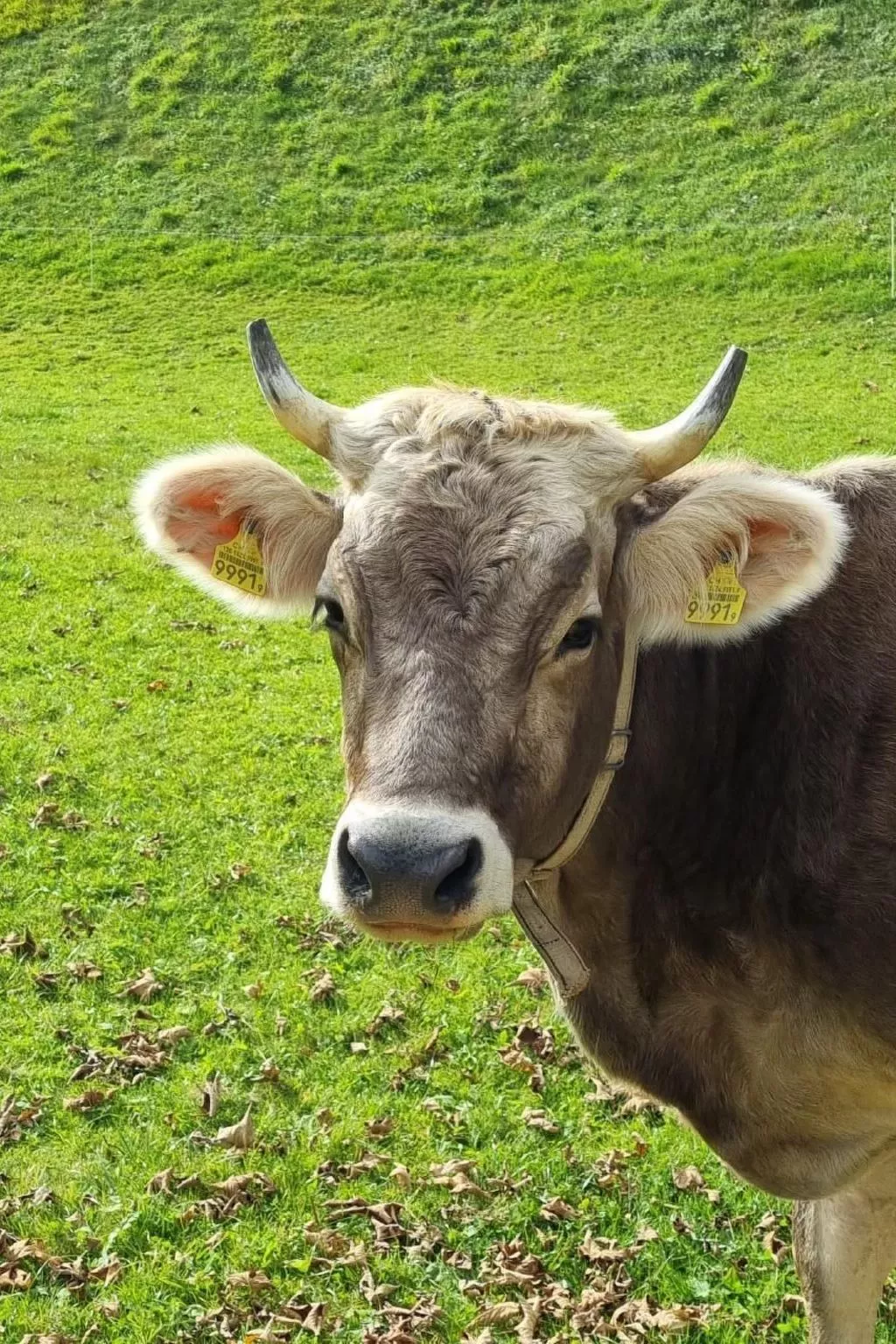 Haus am Bach-Image-tags.info