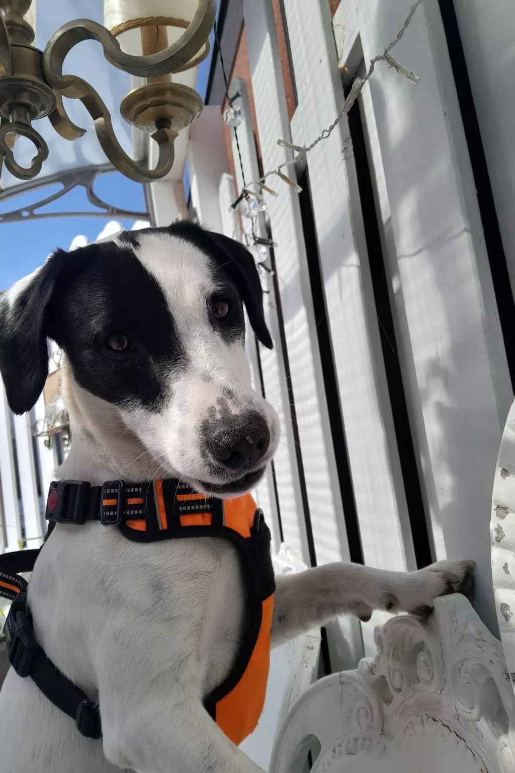 Bungalow "Lieschen"-Buiten