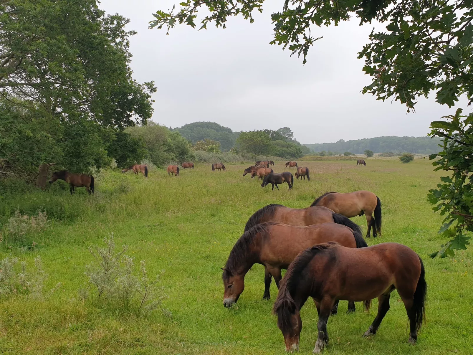 Sommerhaus in ruhiger Lage mit privatem Garten und Terrasse-Buiten