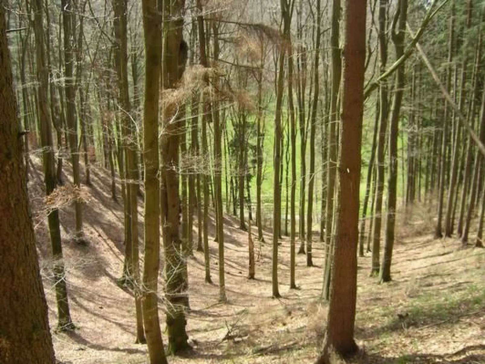 Wunderschönes Ferienhaus am Waldrand-Buiten