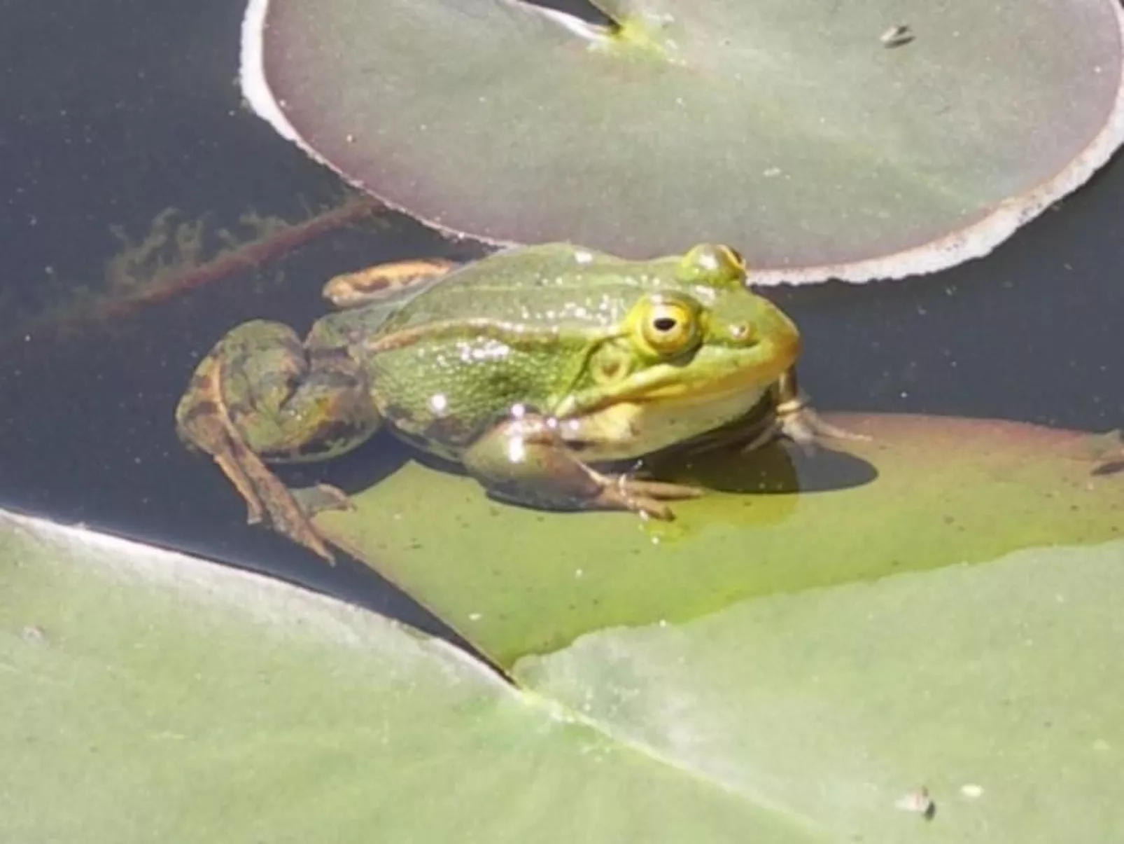 Kleine Wohnung in Seeboden mit Großem Garten - Image-tags.info