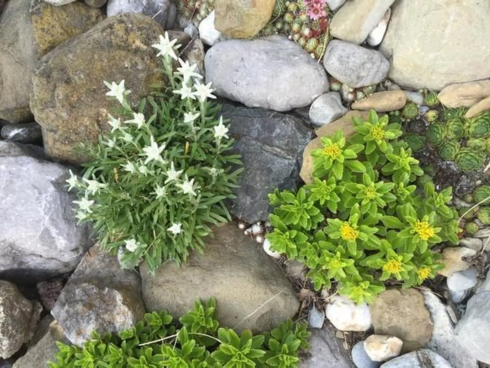 Toggi-Image-tags.info