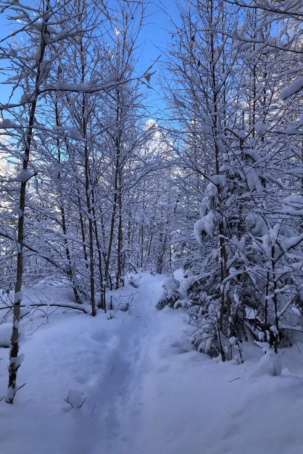 Chalet Veilchen-Image-tags.info