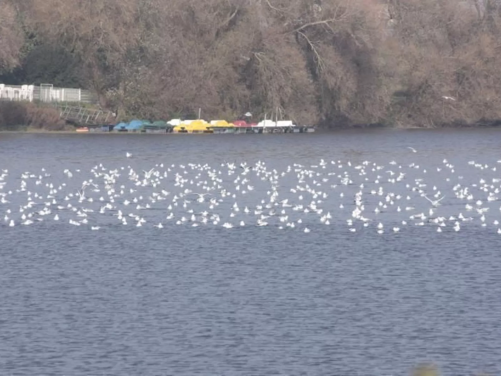 Lammert-Image-tags.info