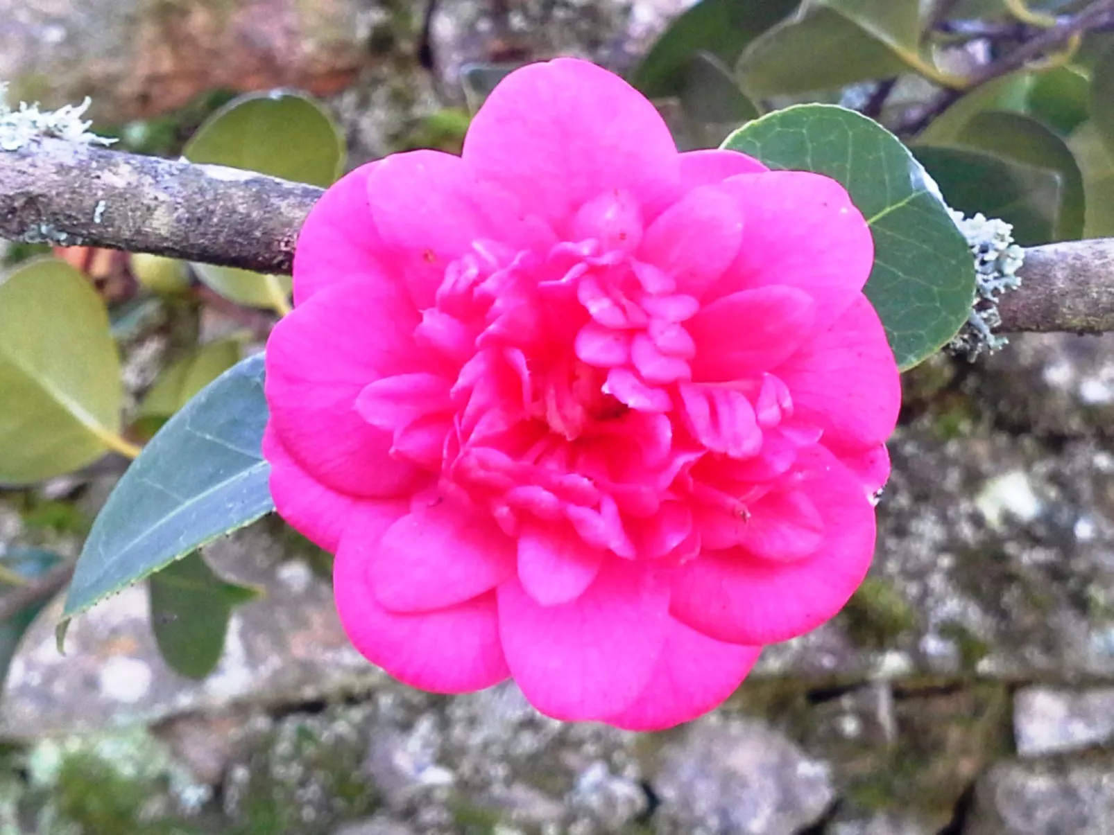 Renoviertes Landhaus für 4 Personen in Tondela-Image-tags.info