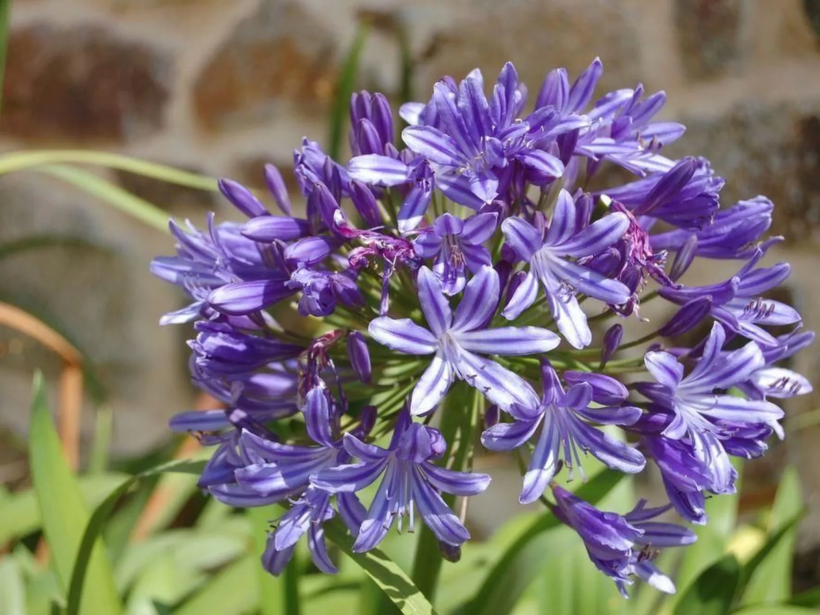 Wunderschönes Haus mit Garten in Lézardrieux-Buiten