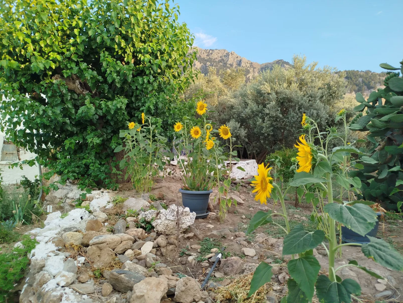 "Großvaters Haus", ein 150 Jahre altes Steinhaus-Buiten