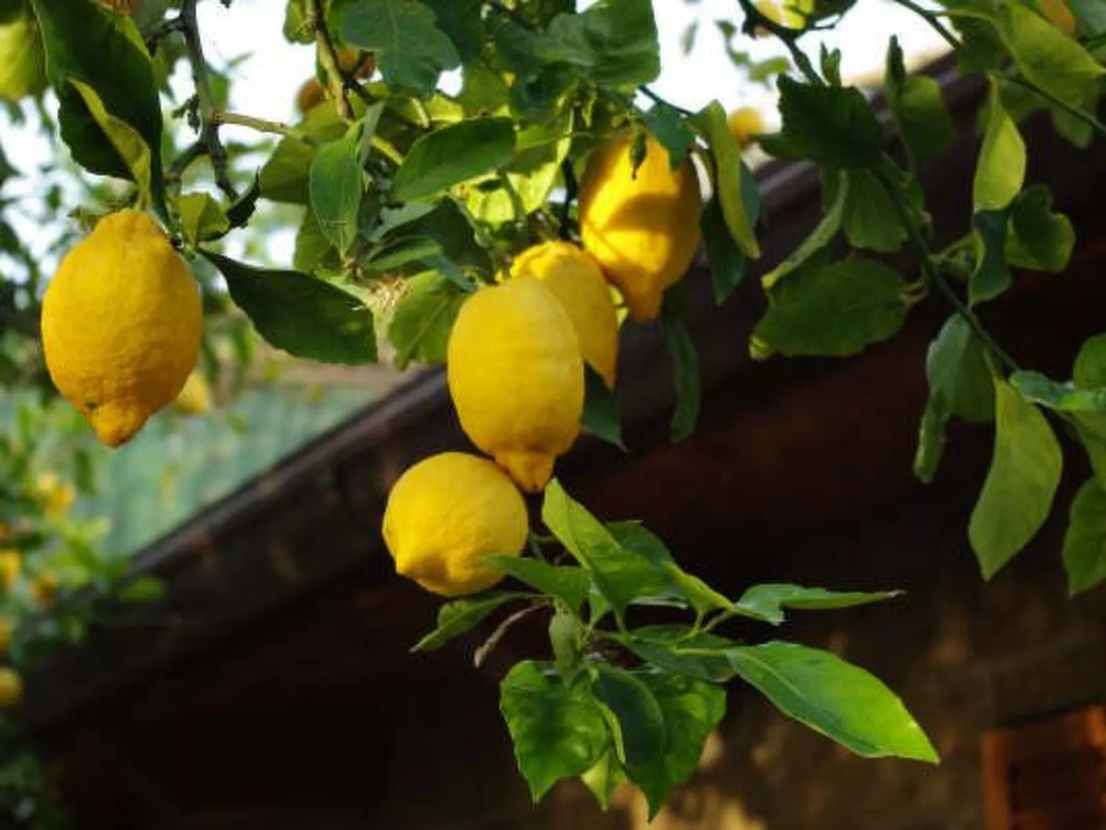 Wohnung 'Ivy' mit privatem Garten-Buiten
