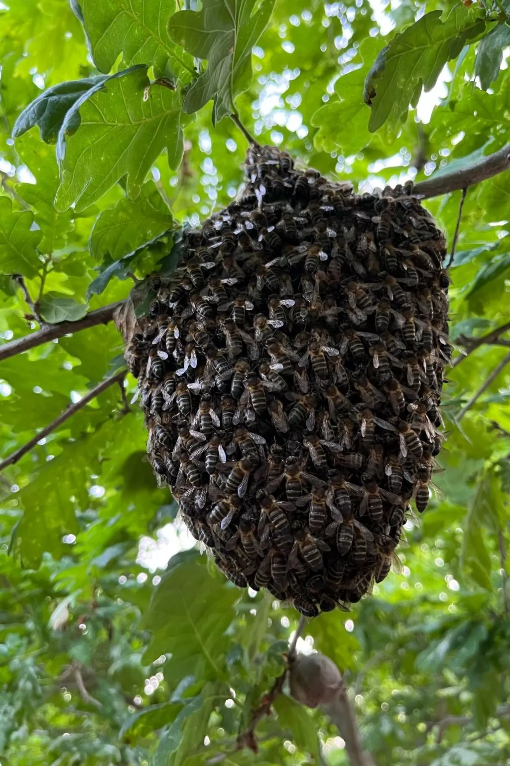Casas das Olas 5 - Großartige Aussicht, 2 Pools, idealer Ort zum Entspannen und-Buiten