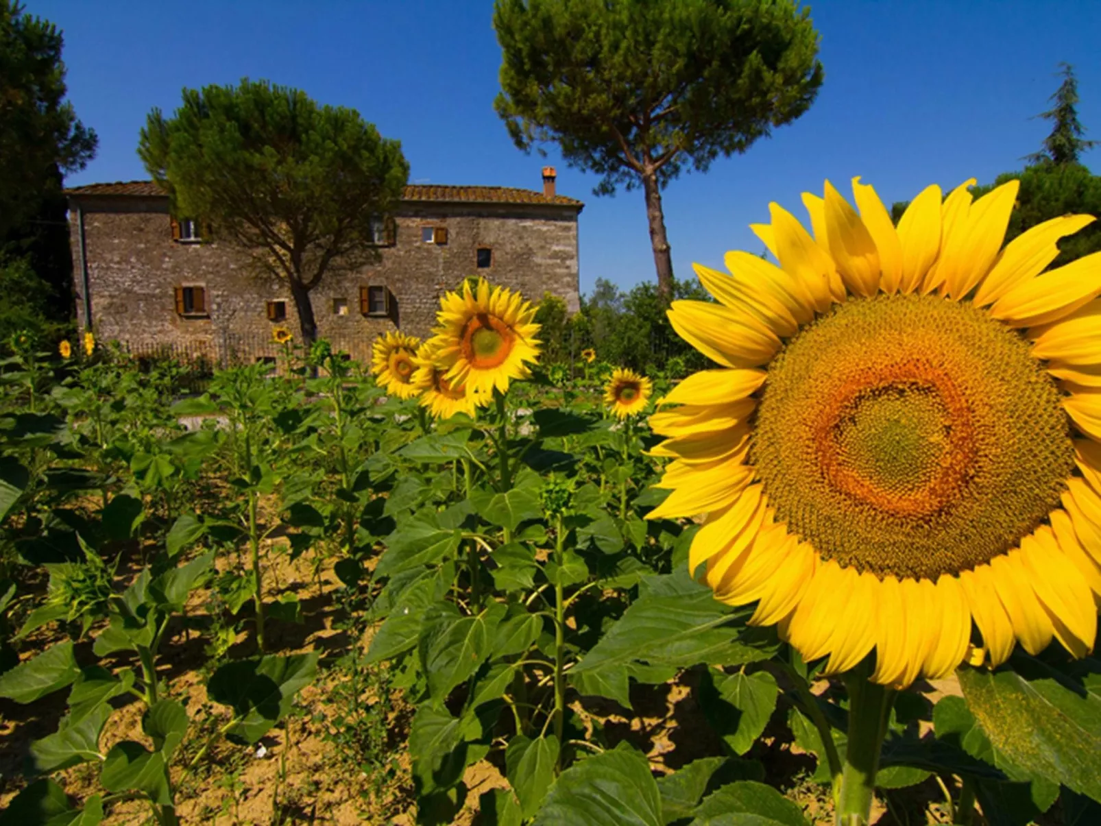 'Molinello pomo' mit Pool-Buiten