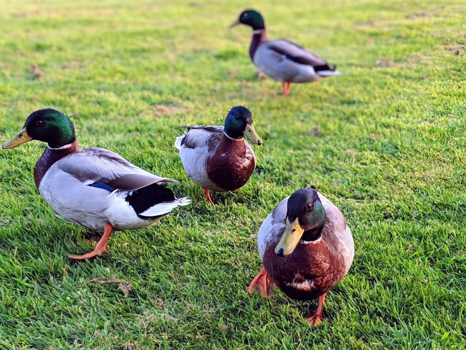 In Vesly mit Beheiztem gemeinsamem Pool-Buiten