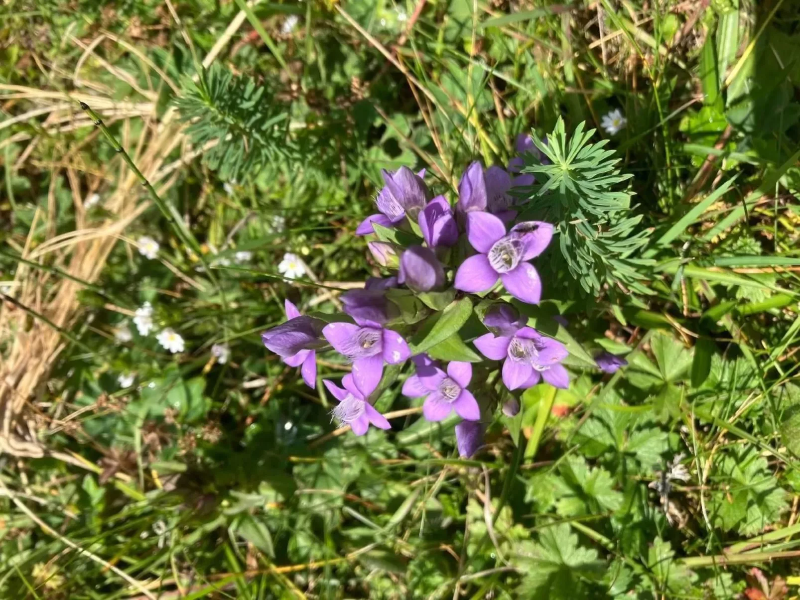 'Casa Casermetta-Image-tags.info