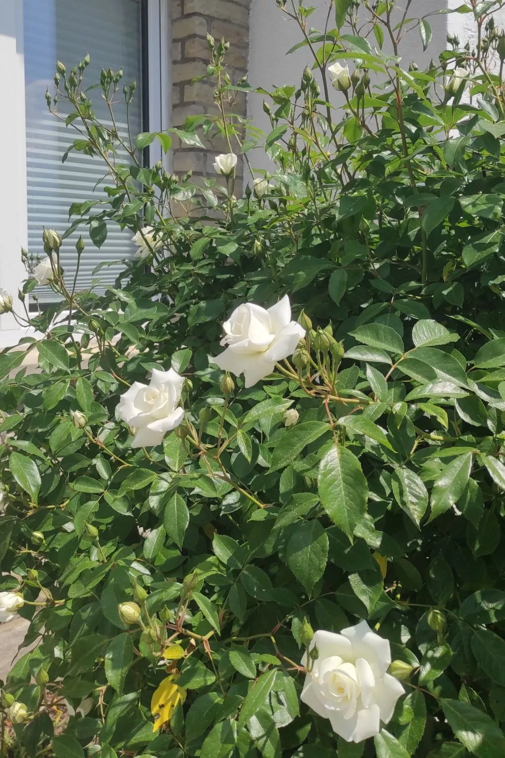 Dittrich in Pirna-Buiten