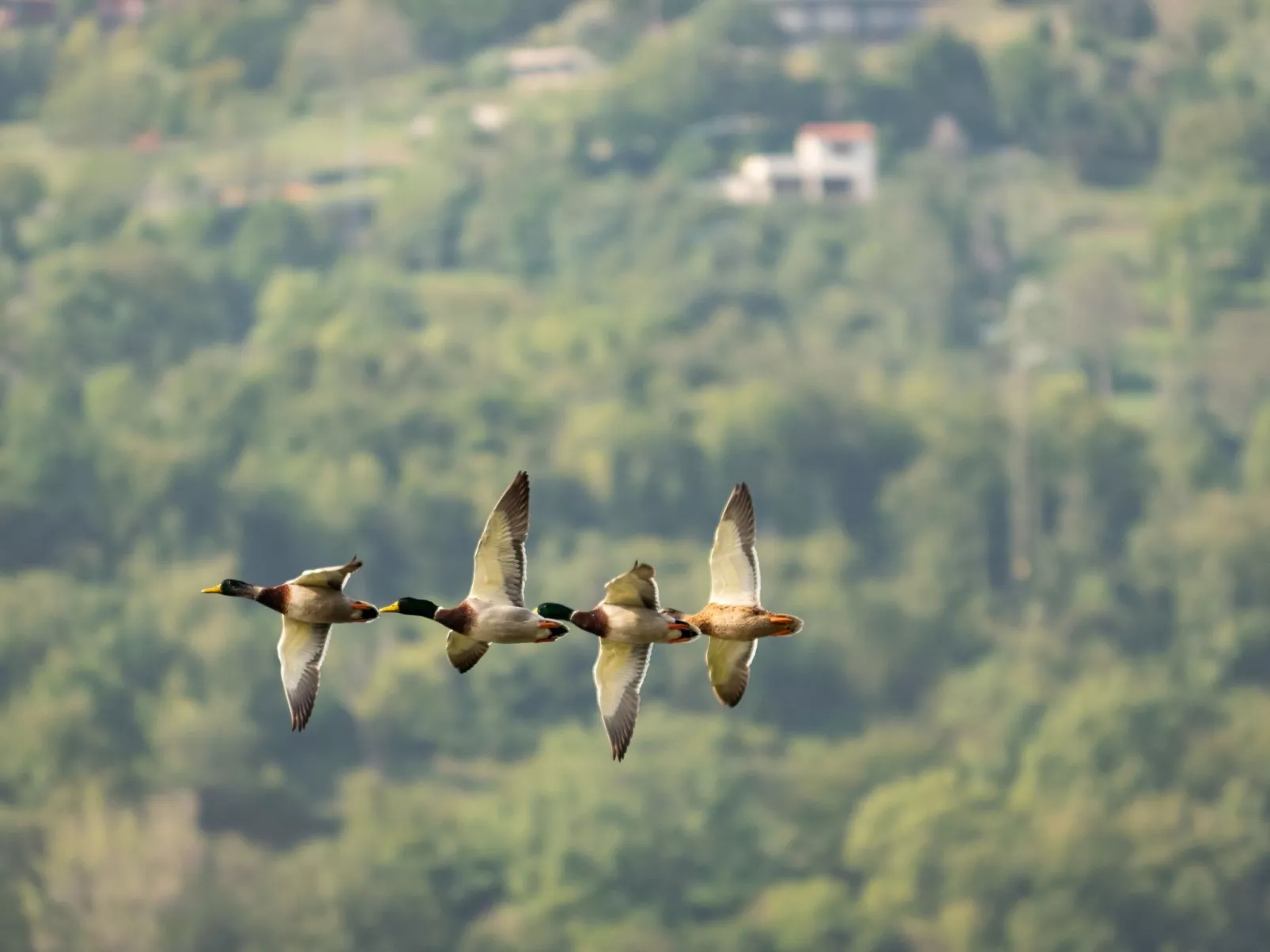 Open Space Penthouse im Schloss mit Seeblick-Buiten