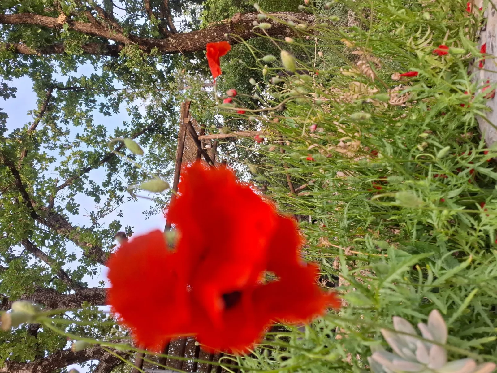 Bauernhauswohnung mit großer Terrasse-Buiten