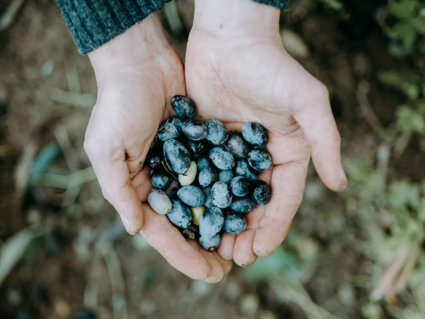 In Diano San Pietro-Image-tags.info