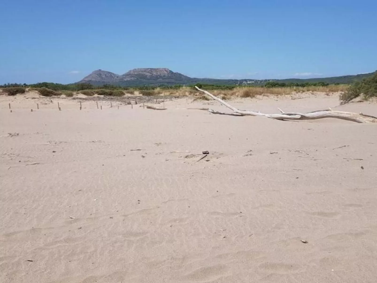 "Acacies 25-Image-tags.info