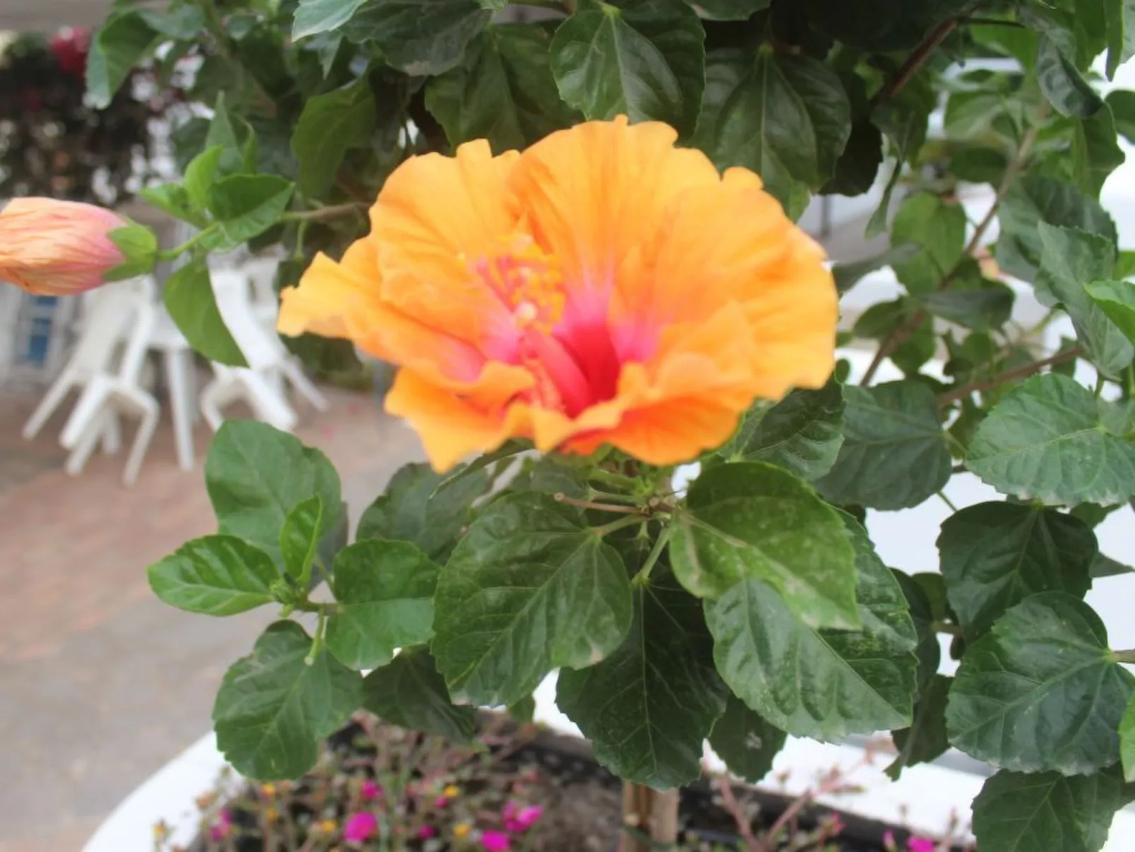 Wohnung in Lipari mit Terrasse-Image-tags.info