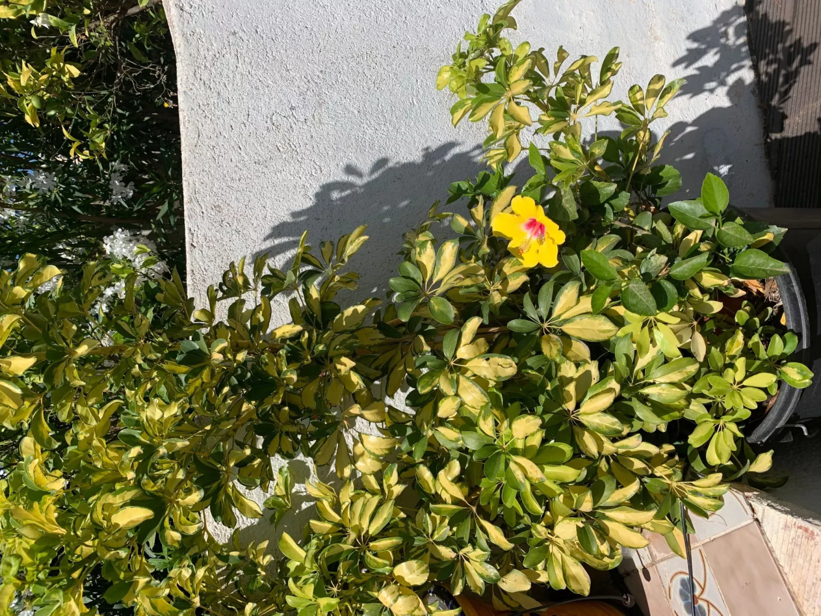 CASA  BENIMEIT-Buiten