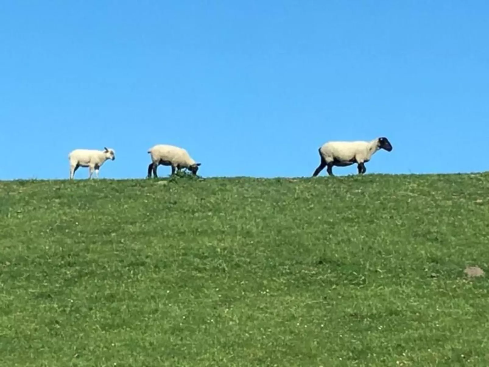 Deichhof Tossens-Buiten