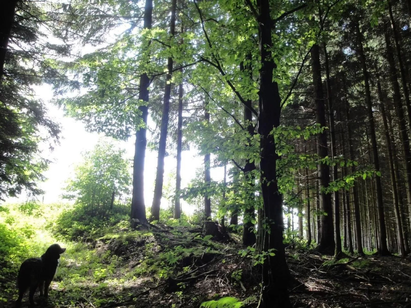 Hof Höchi-Image-tags.info