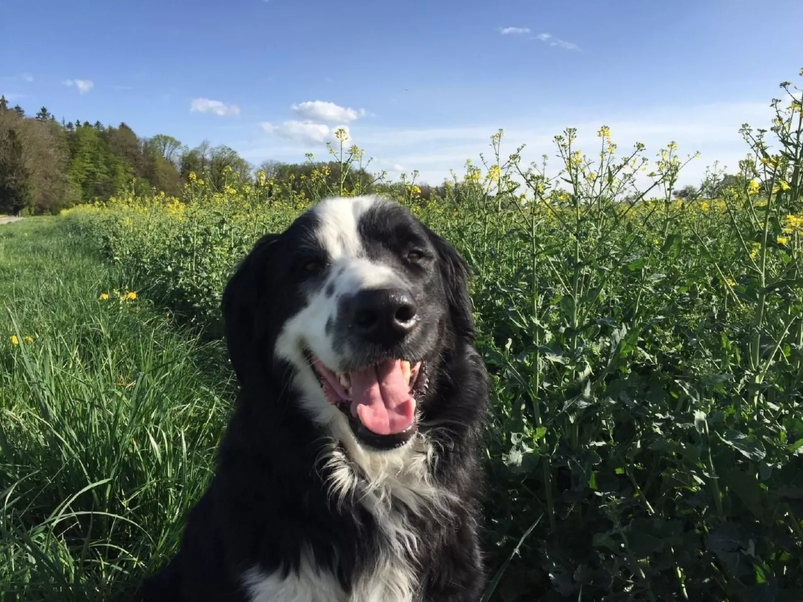 Diwa-Image-tags.info