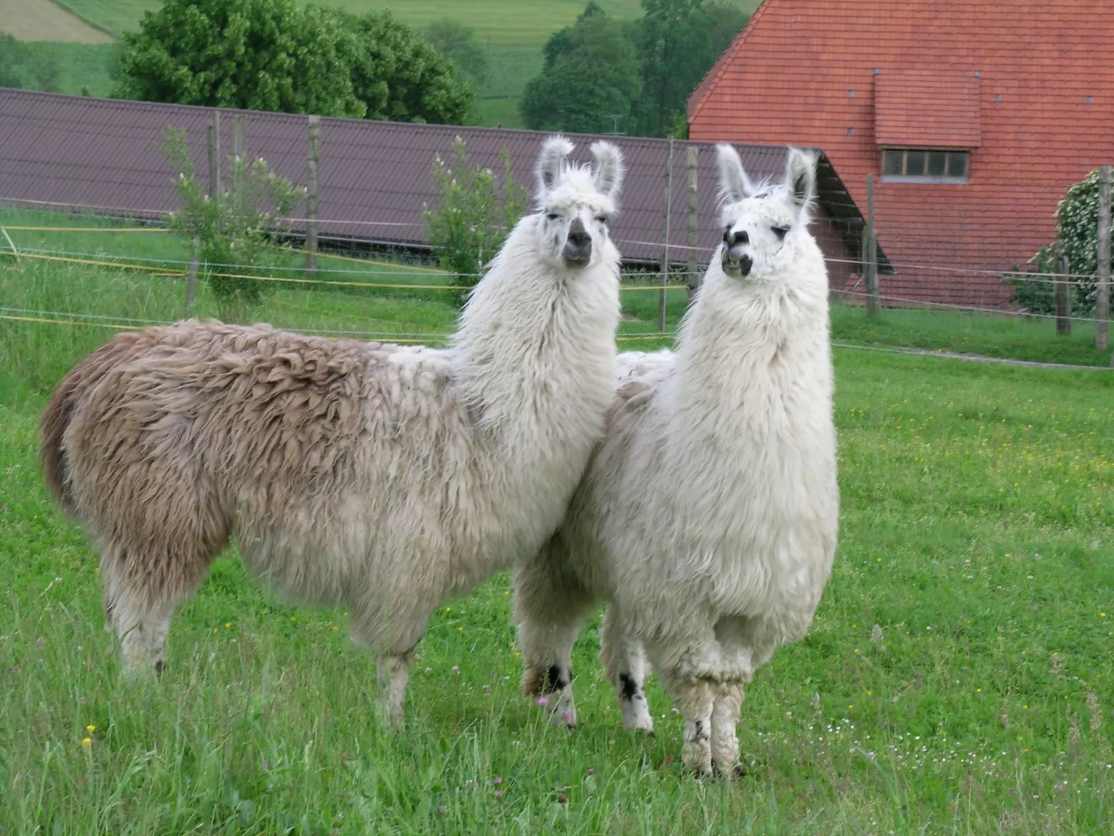 Lamahof Tschäppel-Image-tags.info