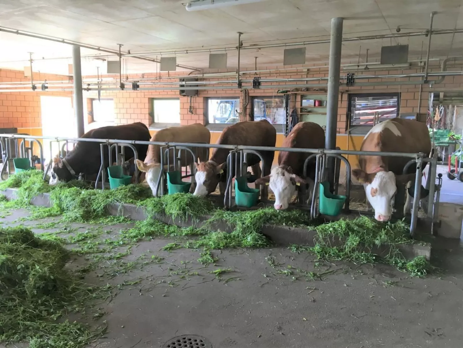 Bauernhof Gerber-Buiten