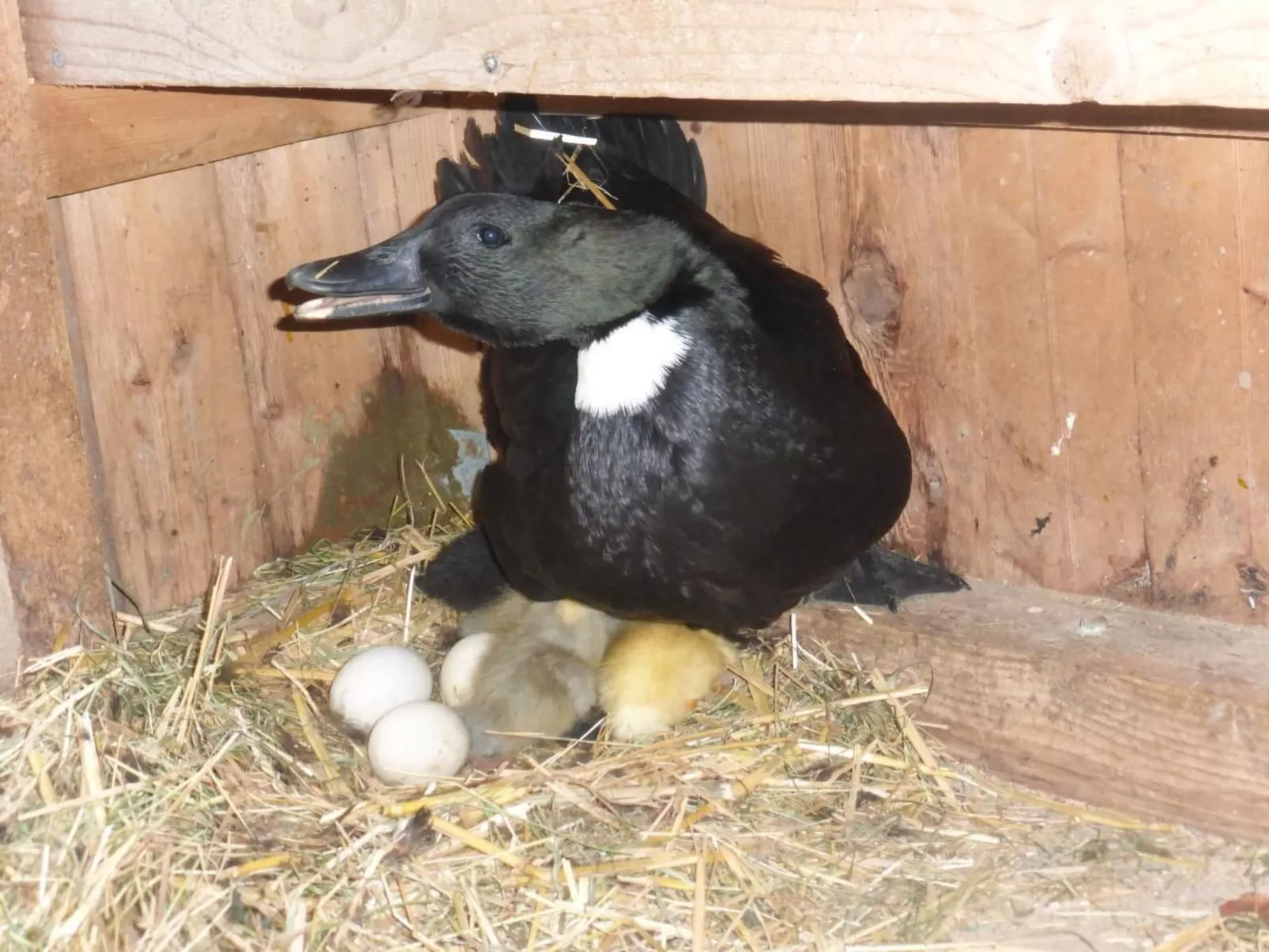 Ferienhof-Barenegg-Image-tags.info