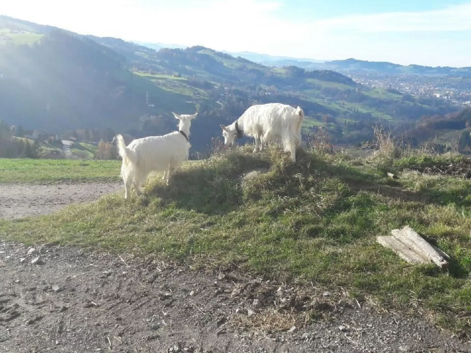 Ferienhaus, (Stöckli) Klingenbuch 20-Image-tags.info