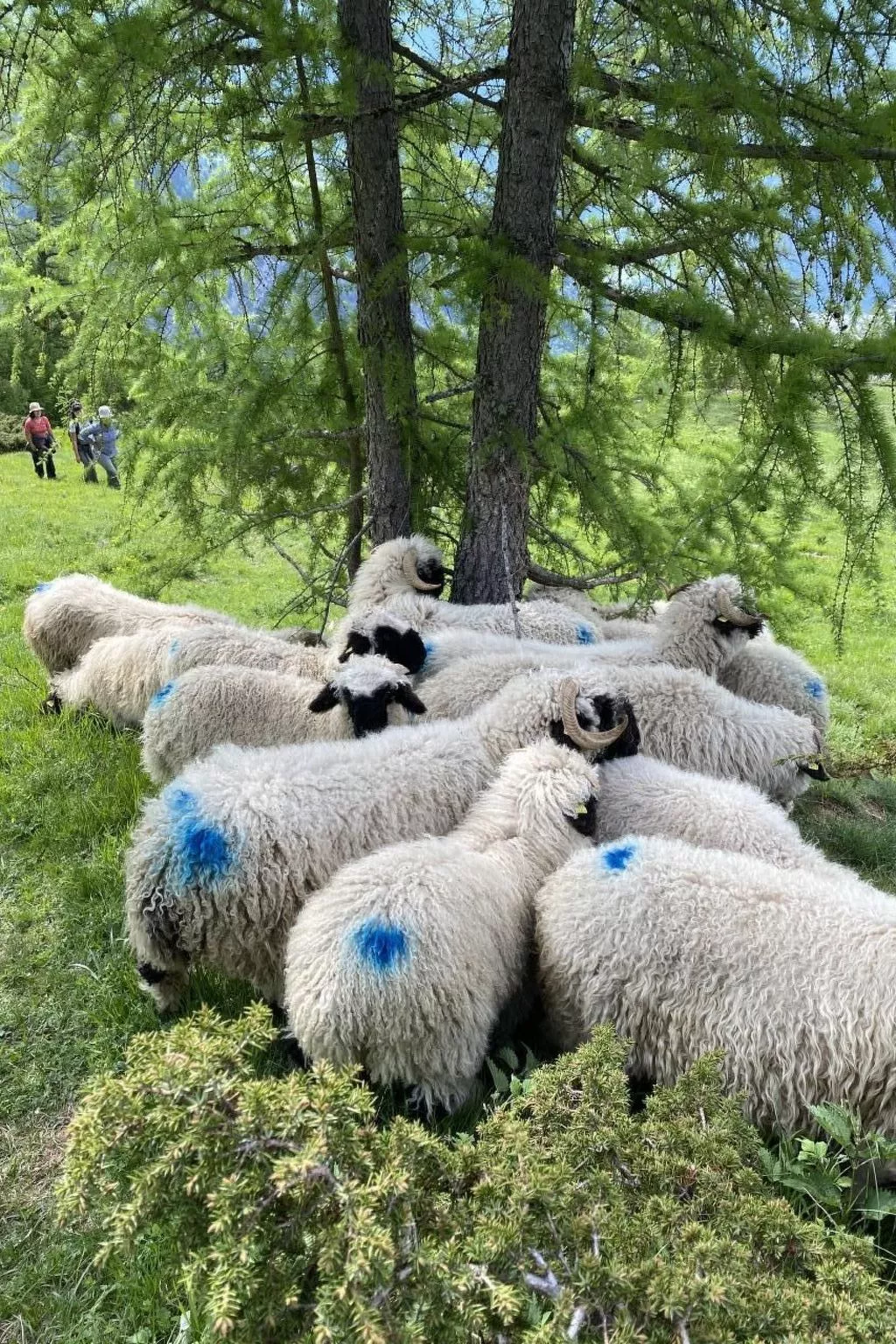 Malu in Ausserberg-Buiten