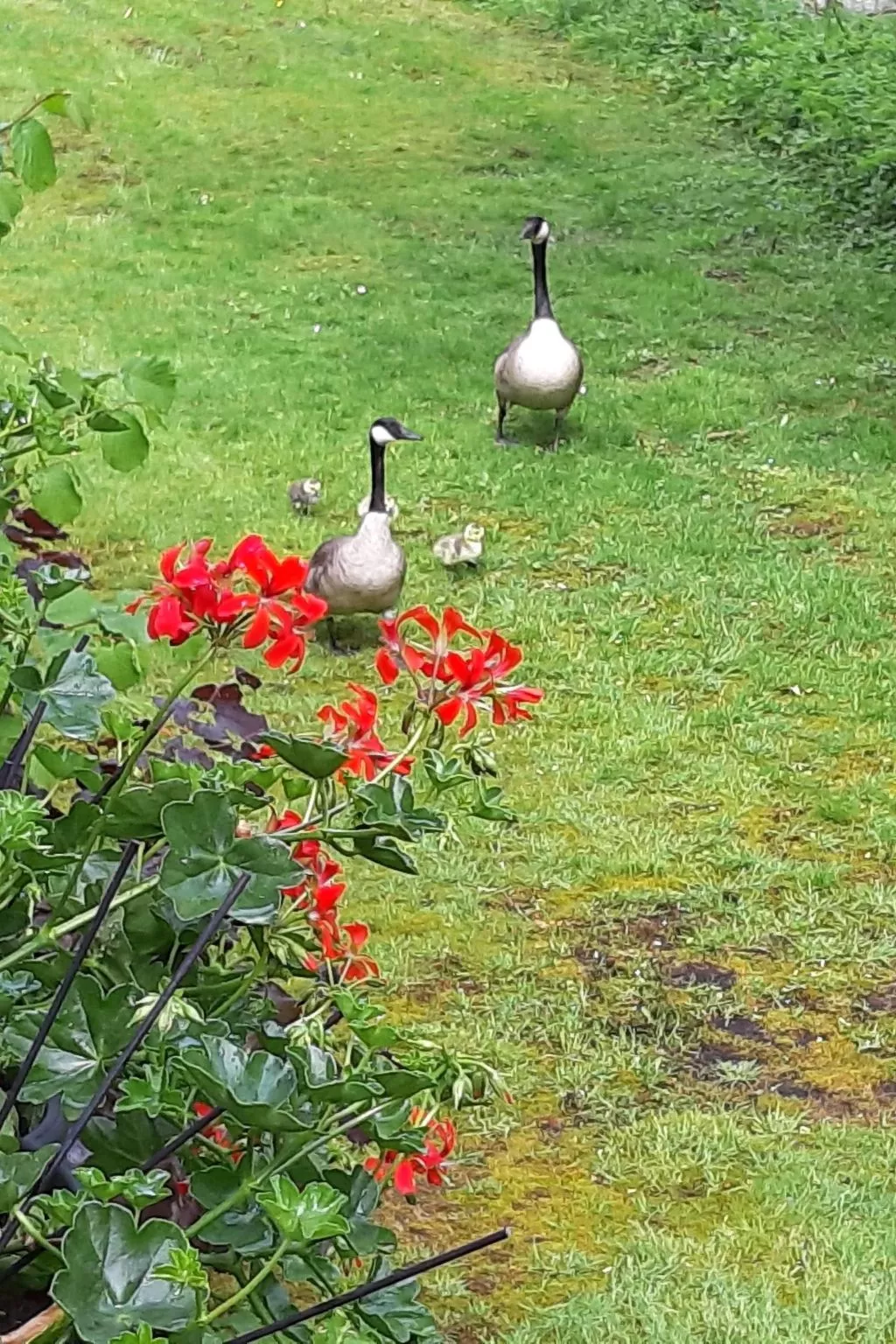 Aurelia-Image-tags.info