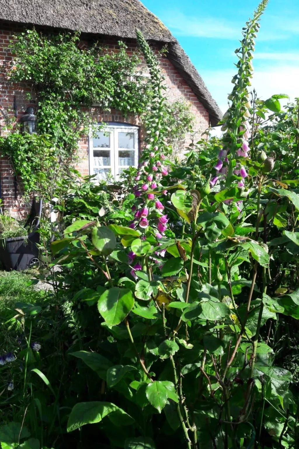 Apartment im Friesenhaus Dikhü-Image-tags.info