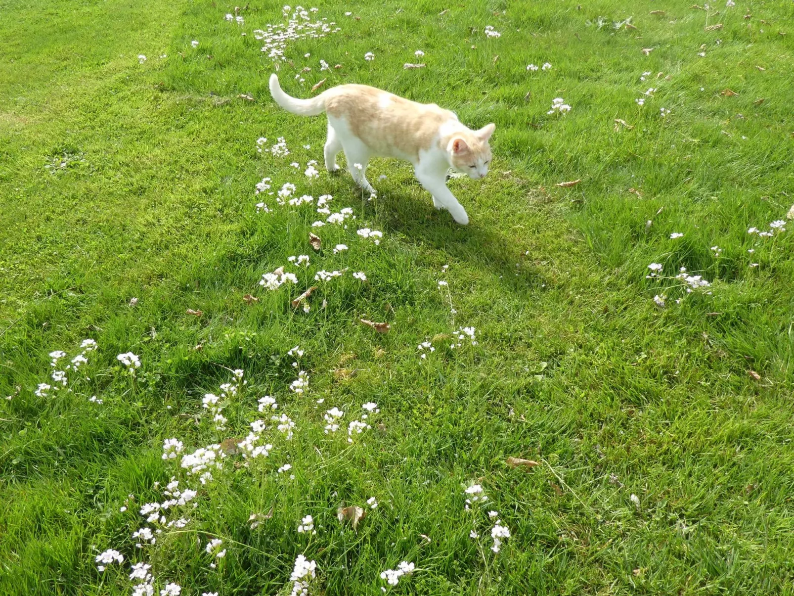 Urlaub Zirkuswagen-Buiten