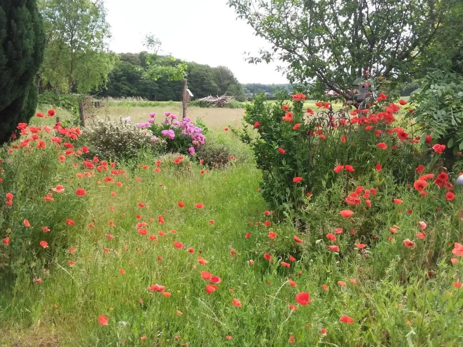 Schwalbennest-Image-tags.info