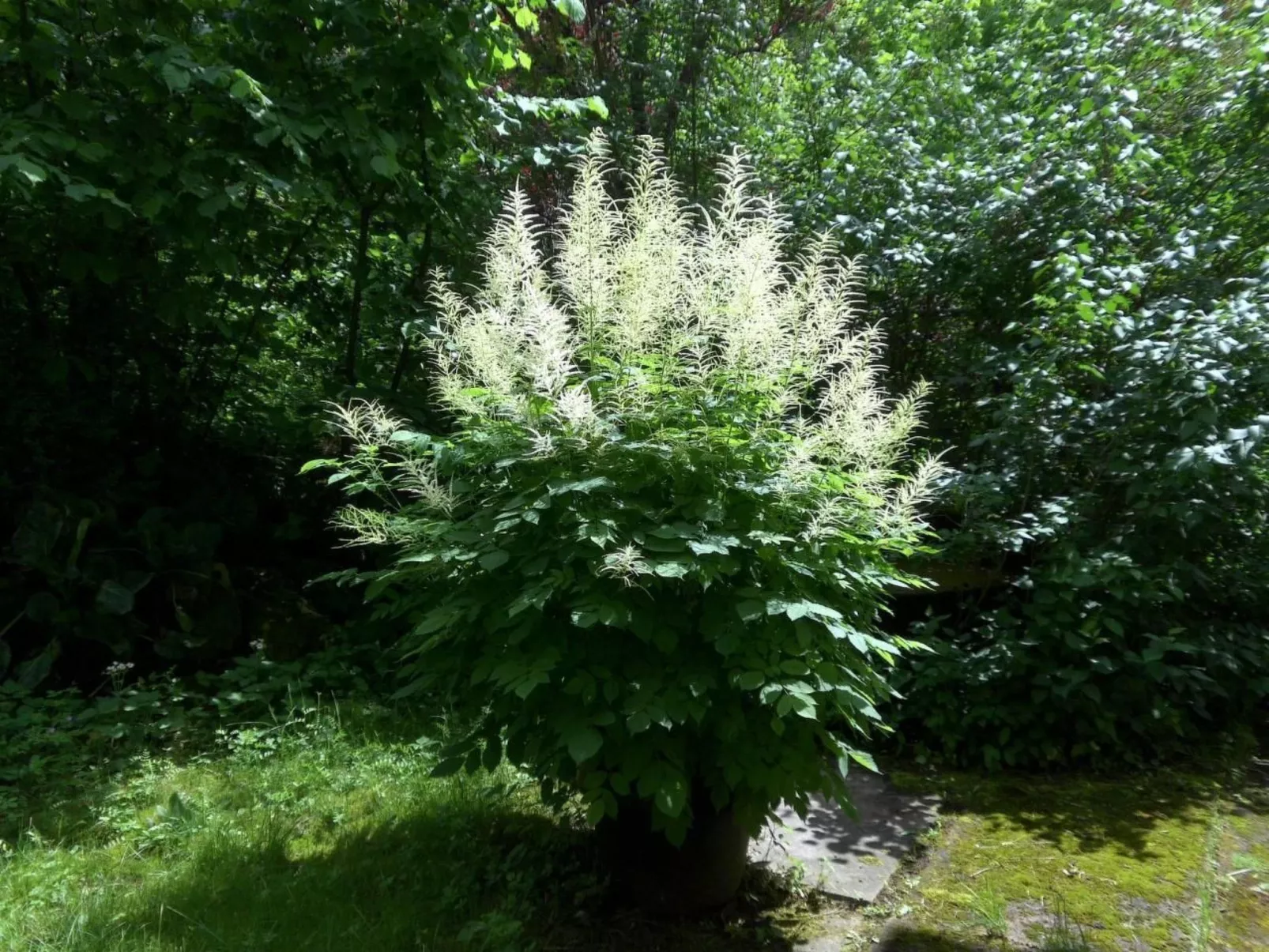 Design Ferienwohnung in historischer Villa-Buiten