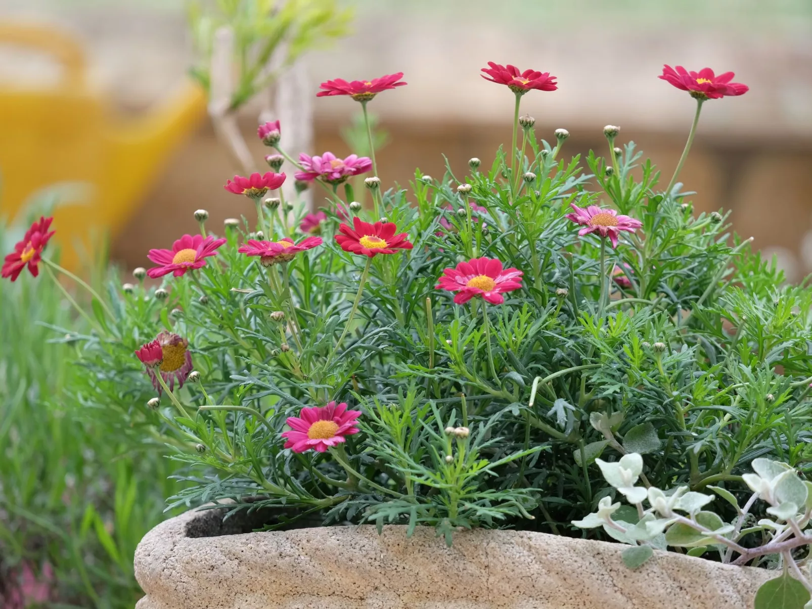 Wohnung in Fažana mit gemeinsamem Pool und Garten-Binnen