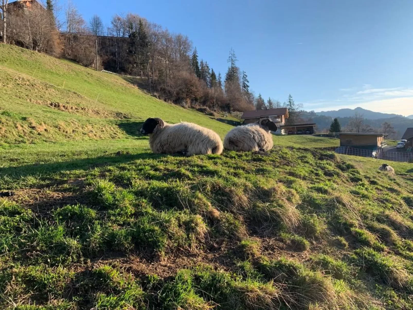 Chalet Felsli-Buiten