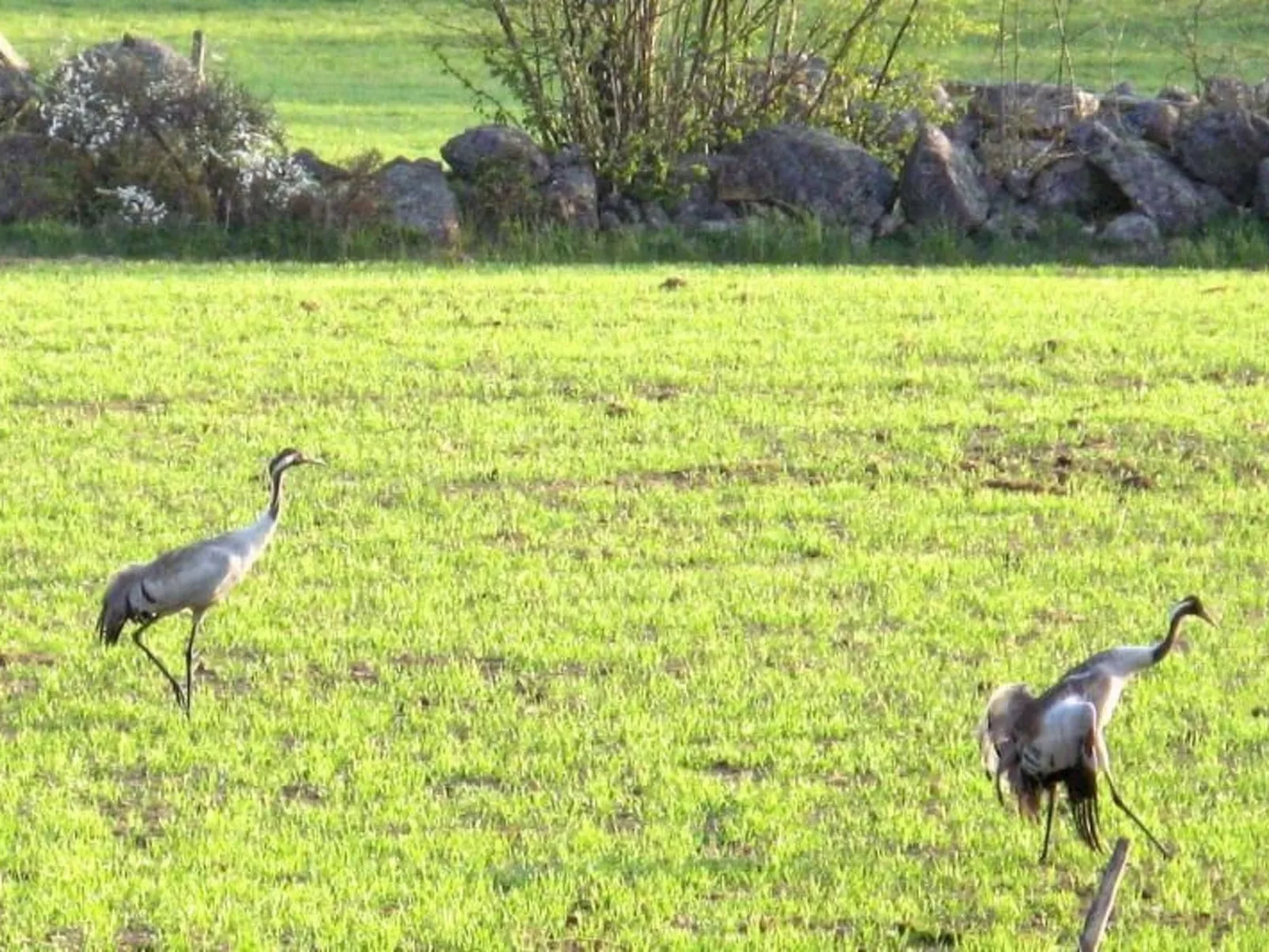 Idyllisches Bauernhaus in Småland-Buiten