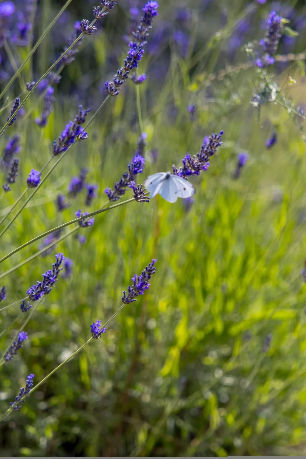 Ferienvilla "Monte Bibali" mit Infinity-Pool-Buiten