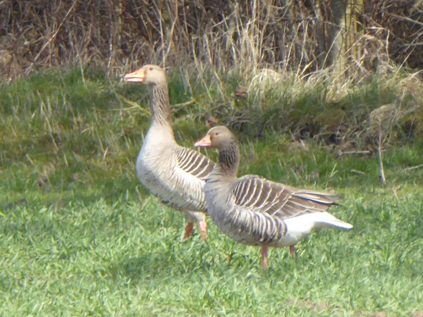 Hochwertige Ferienwohnung in Gingst-Buiten