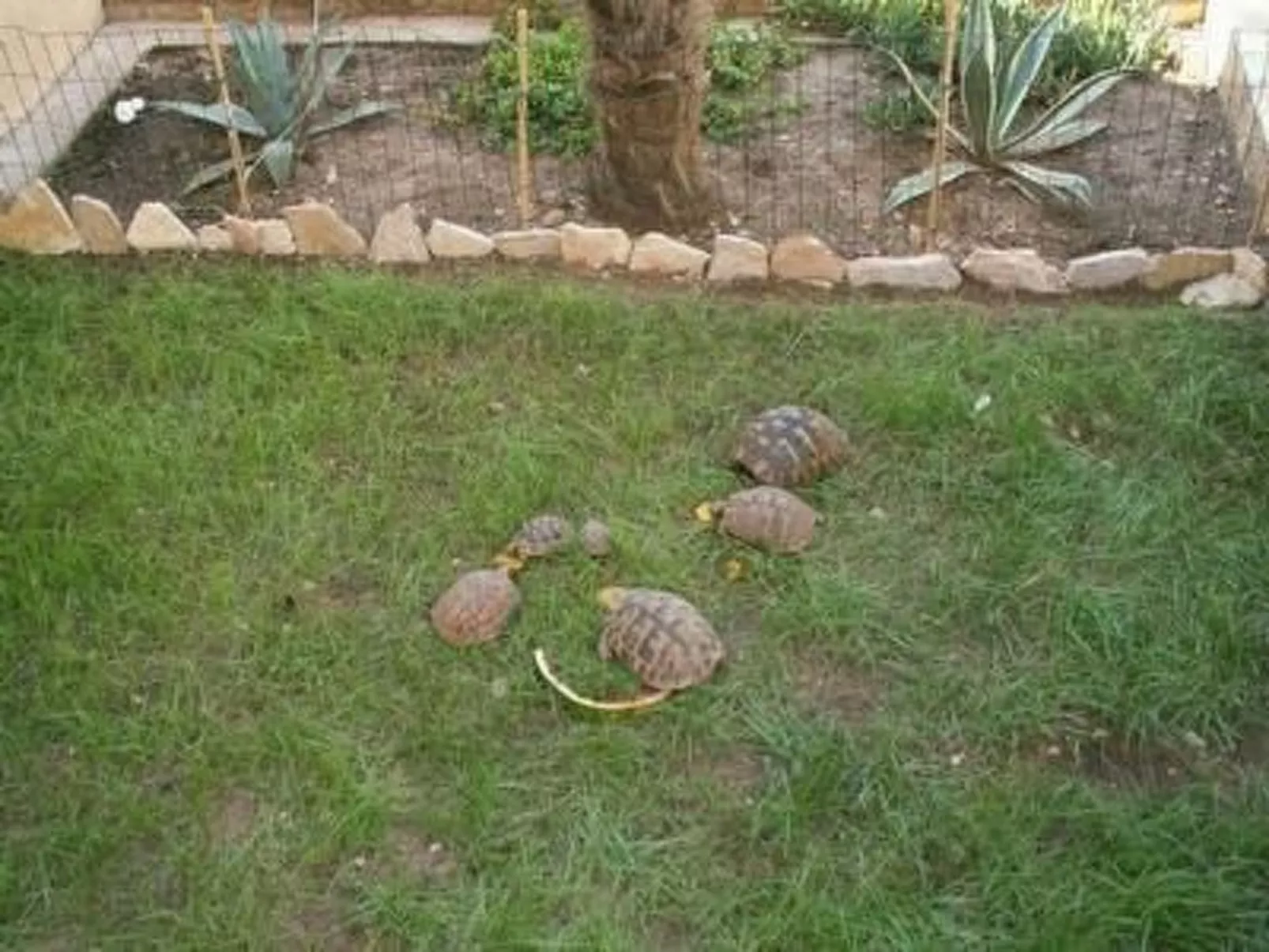 Villa Dusanka-Image-tags.info