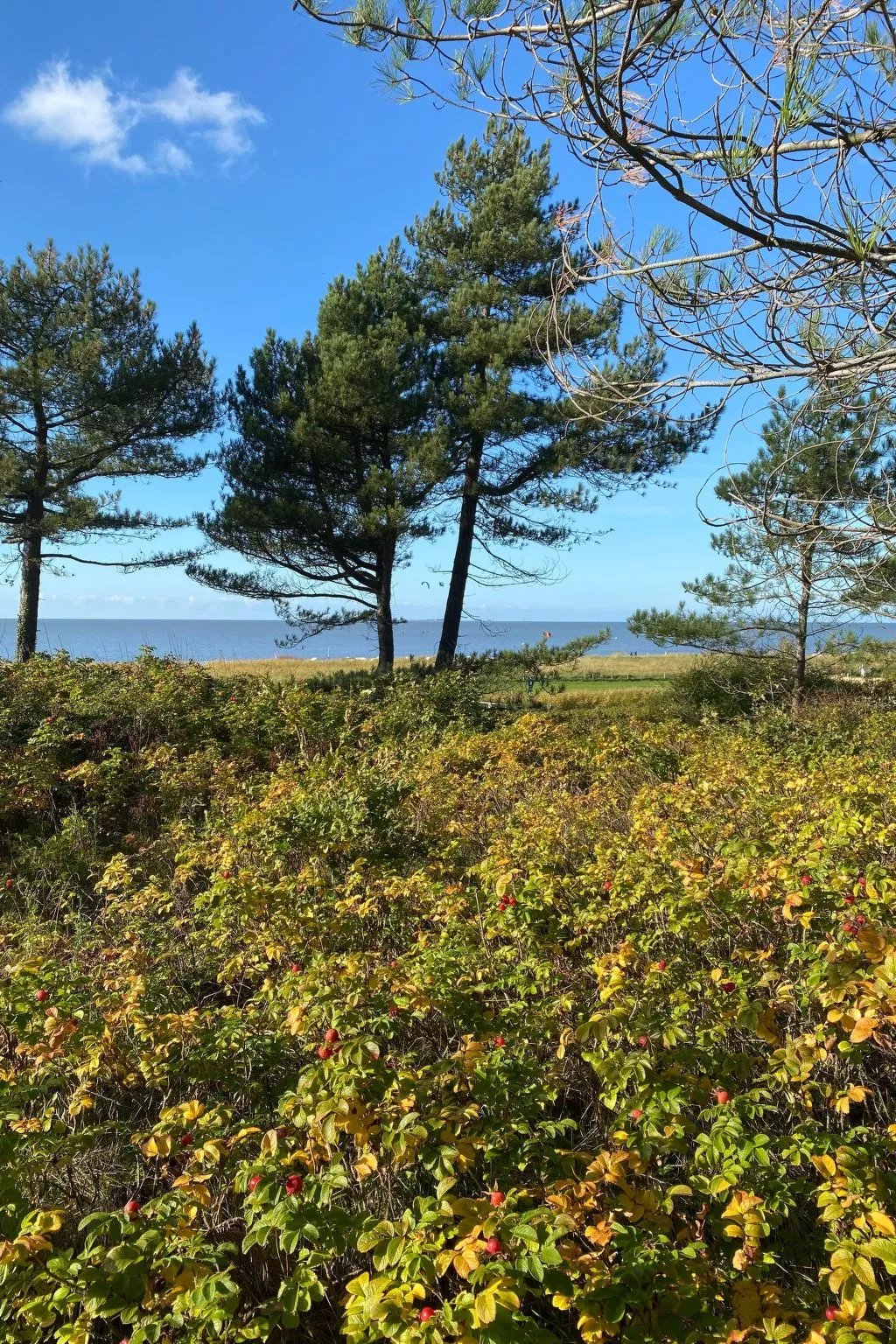 Altes Pastorenhus-Buiten